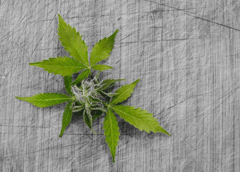 The Growing Need for Analytics in the Cannabis Dispensary Industry